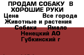 ПРОДАМ СОБАКУ  В ХОРОШИЕ РУКИ  › Цена ­ 4 000 - Все города Животные и растения » Собаки   . Ямало-Ненецкий АО,Губкинский г.